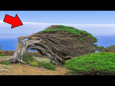 عجیب ترین درخت های دنیا که از وجود اون ها بی خبر بودید